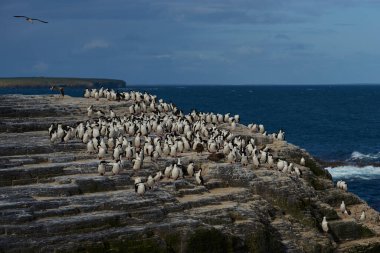 Falkland Adaları 'ndaki Bleaker Adası kıyısındaki King Cormorant (Phalacrocorax atriceps albiventer) büyük bir grup.