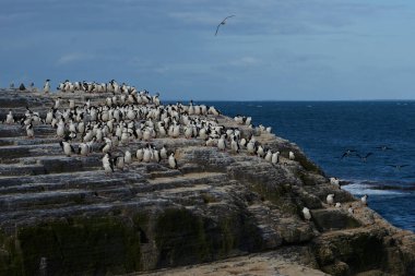 Falkland Adaları 'ndaki Bleaker Adası kıyısındaki King Cormorant (Phalacrocorax atriceps albiventer) büyük bir grup.