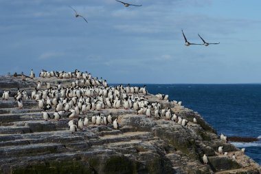 Falkland Adaları 'ndaki Bleaker Adası kıyısındaki King Cormorant (Phalacrocorax atriceps albiventer) büyük bir grup.