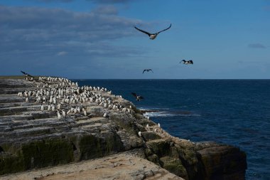 Falkland Adaları 'ndaki Bleaker Adası kıyısındaki King Cormorant (Phalacrocorax atriceps albiventer) büyük bir grup.
