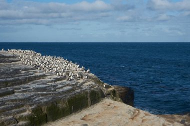 Falkland Adaları 'ndaki Bleaker Adası kıyısındaki King Cormorant (Phalacrocorax atriceps albiventer) büyük bir grup.