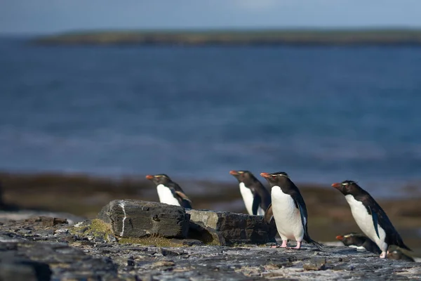 Пингвины Южного Рокхоппера Eudyptes Chrysocome Возвращаются Свою Колонию Скалах Острова — стоковое фото