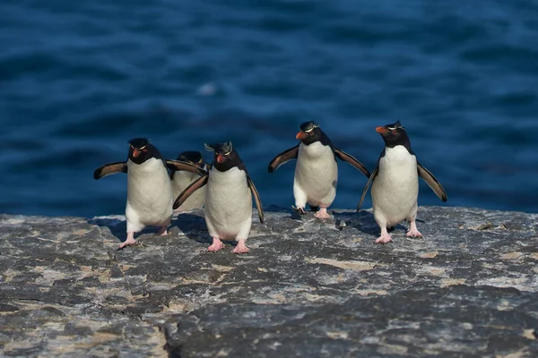 Los Pingüinos Rockhopper Del Sur Eudyptes Chrysocome Regresan Colonia Los —  Fotos de Stock