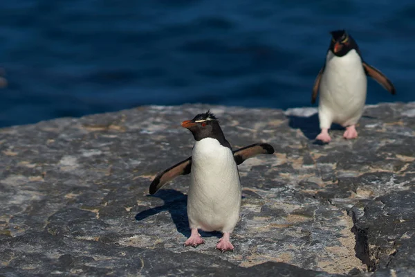 Pinguins Rockhopper Sul Eudyptes Chrysocome Regressam Sua Colónia Nas Falésias — Fotografia de Stock