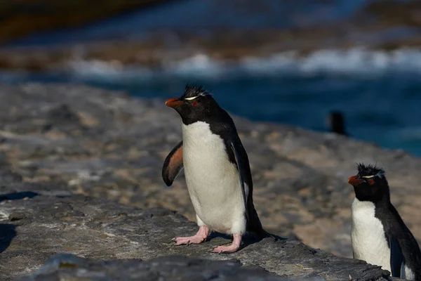 Südliche Rockhopper Pinguine Eudyptes Chrysocome Kehren Ihre Kolonie Den Klippen — Stockfoto