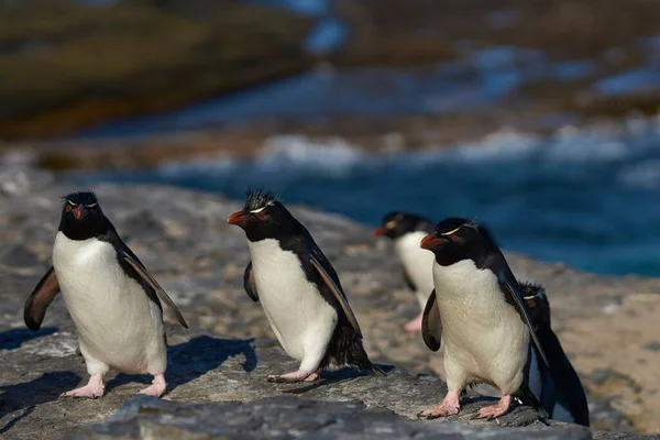 Södra Rockhopper Penguins Eudyptes Krysocome Återvänder Till Sin Koloni Klipporna — Stockfoto