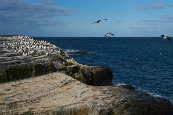 Grote Groep King Cormorant Phalacrocorax Atriceps Albiventer Aan Kust Van — Stockfoto