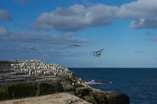 福克兰群岛Bleaker岛海岸上的大群Cormorant国王 长角羚 Phalacrocorax Atriceps Albiventer — 图库照片