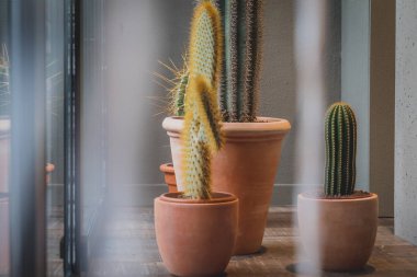 İç - kaktüs bitki süslemeleri
