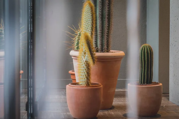 İç - kaktüs bitki süslemeleri