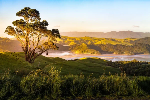 New Zealand - Coromandel Peninsula — Stock Photo, Image