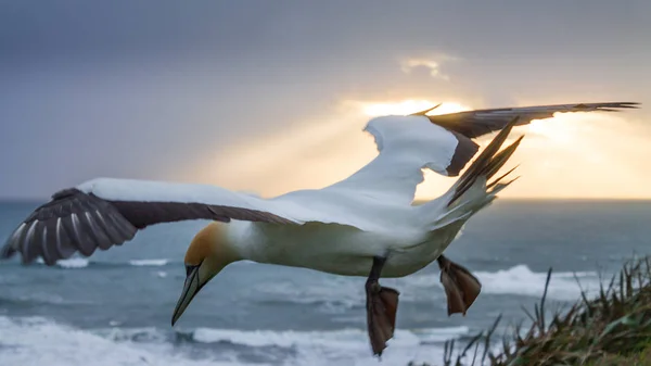 Yeni Zelanda - Muriwai Gannet uçan plaj