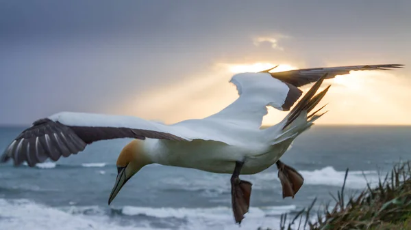 Nueva Zelanda - Muriwai Beach Flying Gannet — Foto de Stock