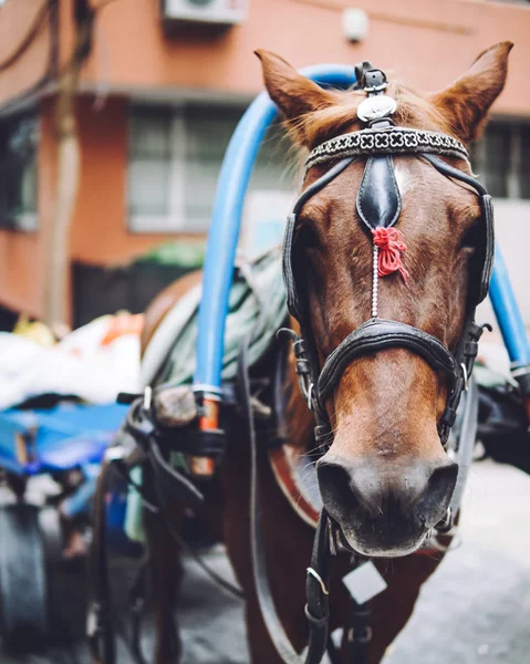 Istanbul'da çalışma at