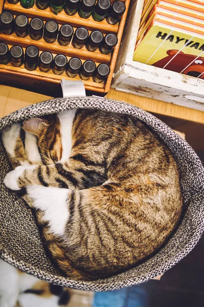 bir sepet içinde uyuyan kedi