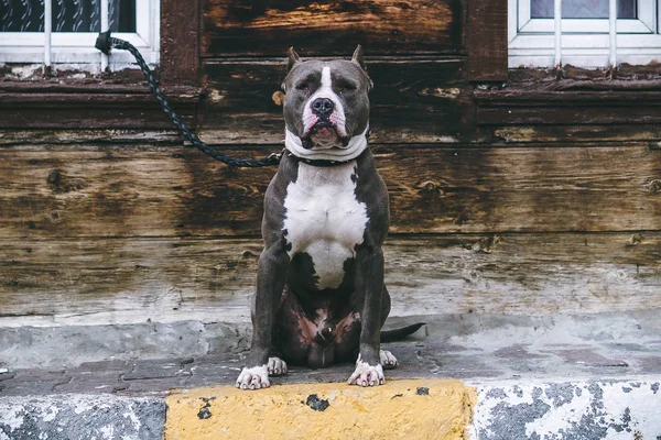 Pitbull bir leash üzerinde