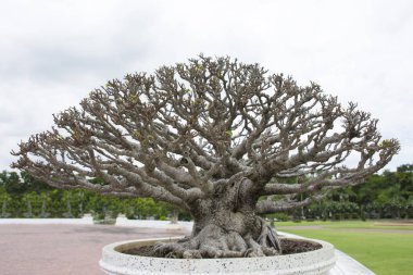 Plumeria ağaçları ile çiçek seramik tencere dışarı.