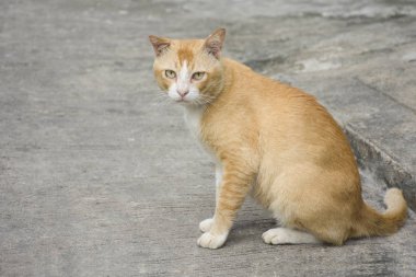 Kaldırımda oturan şişman kahverengi kedi.