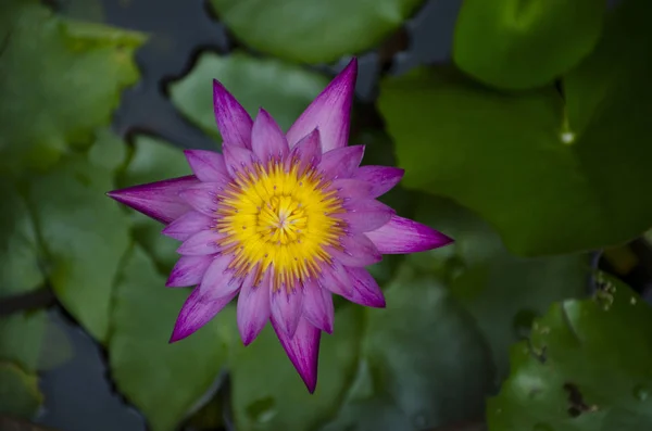 Top view purple lotus in the pond. — Stock Photo, Image