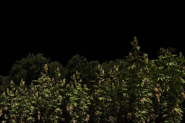 3d Illustration of a marijuana field isolated on black background — Stock Photo, Image