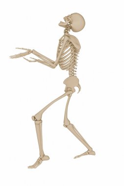 Beyaz arka plan üzerinde izole insan iskeleti 3D çizimi