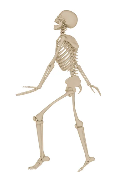 3D ілюстрація людського скелета ізольовано на білому тлі — стокове фото