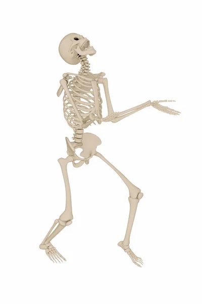 Beyaz arka plan üzerinde izole insan iskeleti 3D çizimi — Stok fotoğraf
