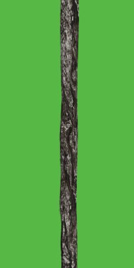 bir kabuk sopa 3D çizimi 