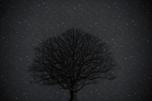 3D-afbeelding van een silhouet van de boom in de nachttijd — Stockfoto