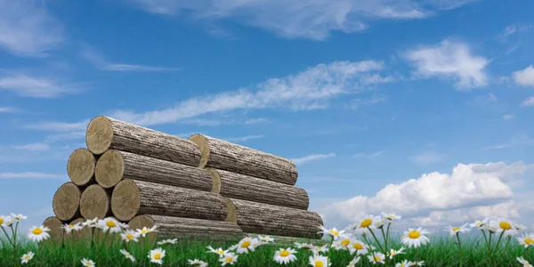 Holzstämme auf grünem Gras — Stockfoto