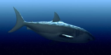 Beyaz Köpekbalığı