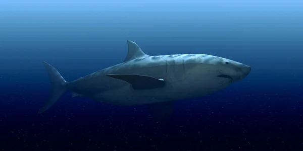 Sualtı Yüzme beyaz köpekbalığı 3D çizimi — Stok fotoğraf
