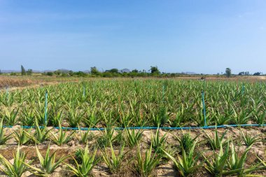 Aloe Vera çiftliği Kuru ve kurak bir arazide Yazın mavi gökyüzüyle