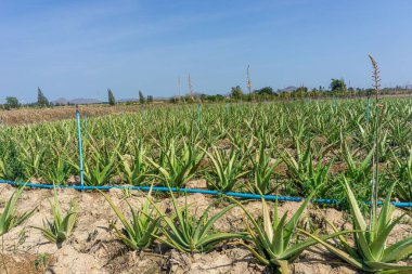 Aloe Vera çiftliği Kuru ve kurak bir arazide Yazın mavi gökyüzüyle