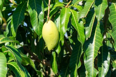 Nam Dok Mai mangosu Tayland 'da ve yurt dışında popüler bir meyvedir..