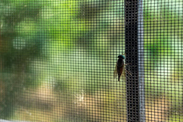 Rumah Lalat Bertengger Layar Tidak Dapat Terbang Luar Stok Gambar