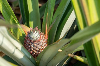 Önümüzdeki 3 ay boyunca, uygun sıcaklığa sahip çiftliklerde ananas yetiştirmek büyük bir meyve olacak..