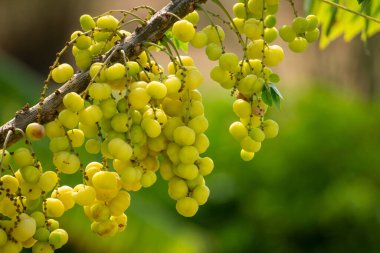 Dolu yeşil bir topla Bektaşi üzümü hemen yemeye hazır.