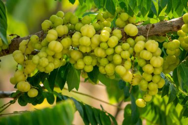 Dolu yeşil bir topla Bektaşi üzümü hemen yemeye hazır.