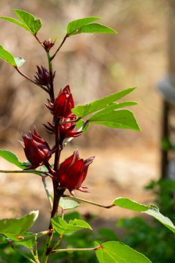 Güzel Roselle çiçekleri. Parlak güneş ışığının ortasında