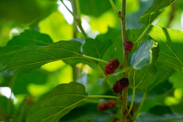 Red mulberry tree with sour taste