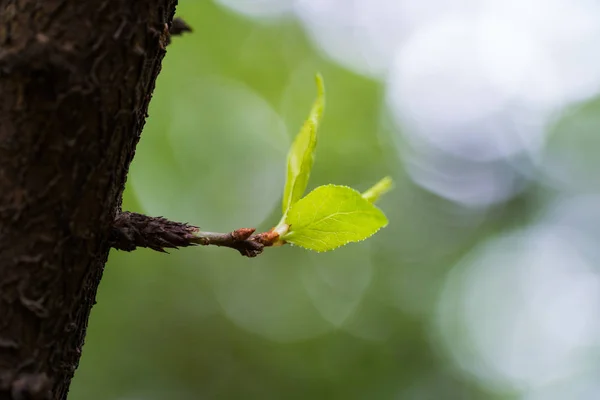 Hojas nuevas del árbol — Foto de Stock