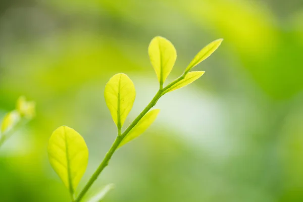 Green leaves in spring — Stock Photo, Image