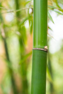 ormandaki closeup bambu