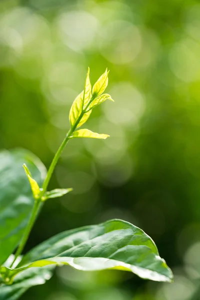 Leaves of jasmine flower — Stock Photo, Image
