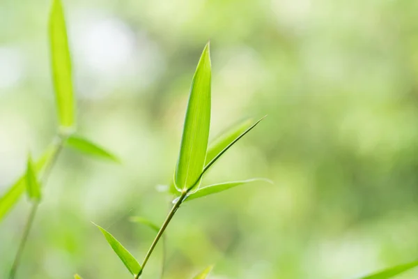The bamboo leaves Stock Photo