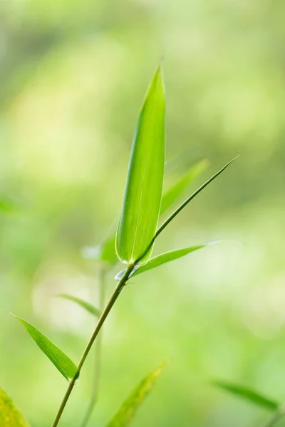 Die Bambusblätter Stockbild