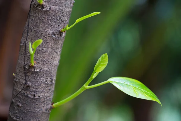 The new leaves Stock Image