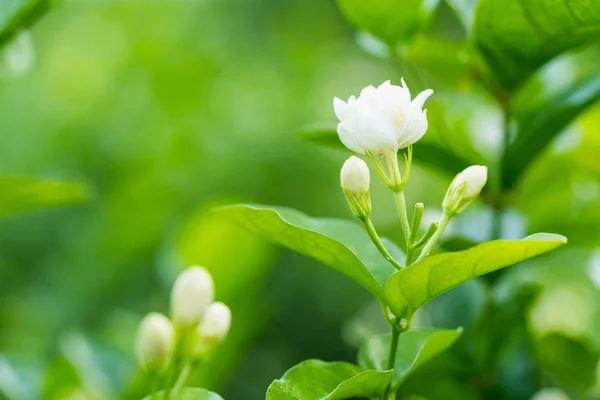 Die Jasminblüte lizenzfreie Stockfotos