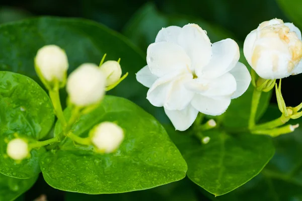 Το λουλούδι Γιασεμί Royalty Free Φωτογραφίες Αρχείου